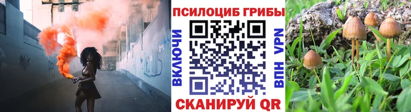 omg вход Черкесск Галлюциногенные грибы Psilocybe купить